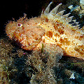 Buceo - profundidades de Elba